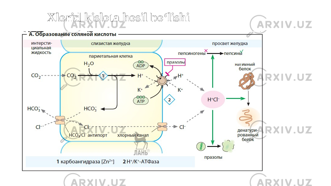 Xlorid kislota hosil bo‘lishi 