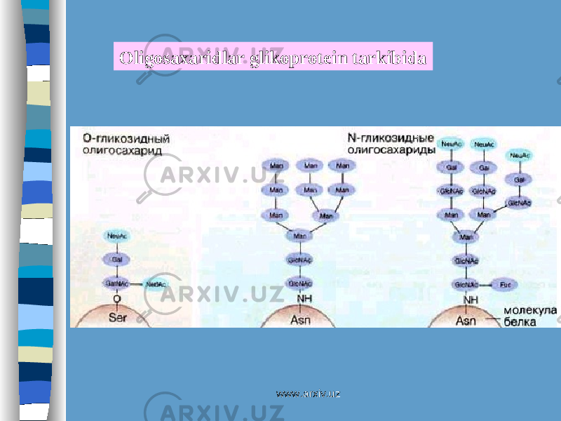Oligosaxaridlar glikoprotein tarkibida www.arxiv.uz 