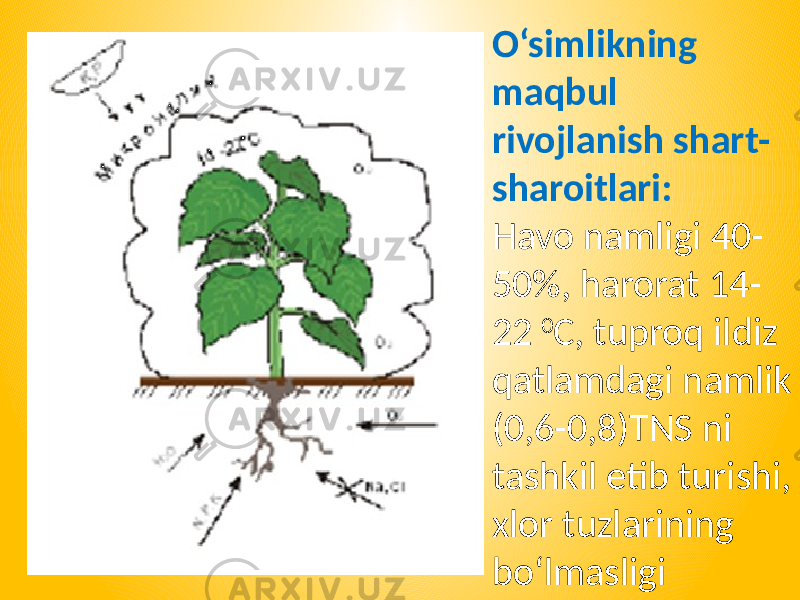 O‘simlikning maqbul rivojlanish shart- sharoitlari: Havo namligi 40- 50%, harorat 14- 22 0 C, tuproq ildiz qatlamdagi namlik (0,6-0,8)TNS ni tashkil etib turishi, xlor tuzlarining bo‘lmasligi 