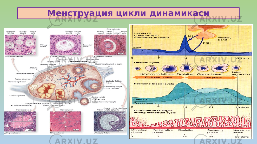 Менструация цикли динамикаси 