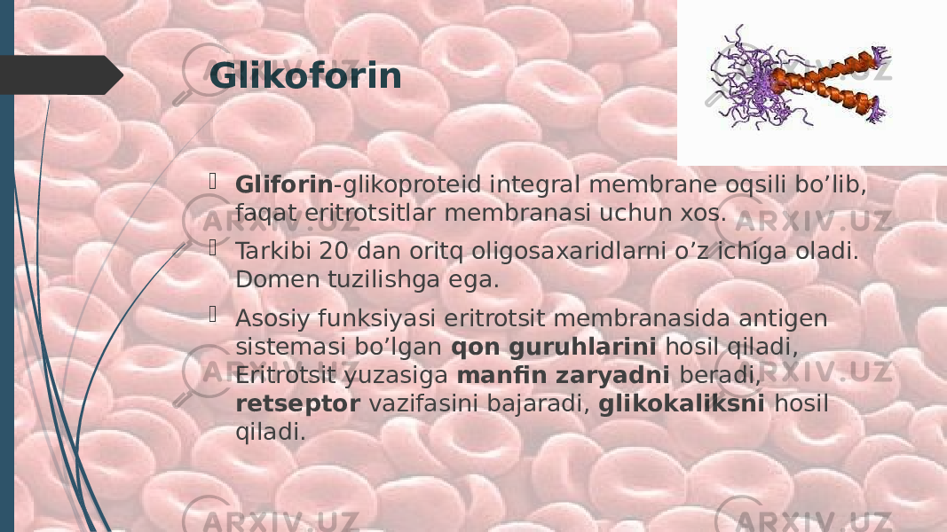 Glikoforin  Gliforin -glikoproteid integral membrane oqsili bo’lib, faqat eritrotsitlar membranasi uchun xos.  Tarkibi 20 dan oritq oligosaxaridlarni o’z ichiga oladi. Domen tuzilishga ega.  Asosiy funksiyasi eritrotsit membranasida antigen sistemasi bo’lgan qon guruhlarini hosil qiladi, Eritrotsit yuzasiga manfin zaryadni beradi, retseptor vazifasini bajaradi, glikokaliksni hosil qiladi. 