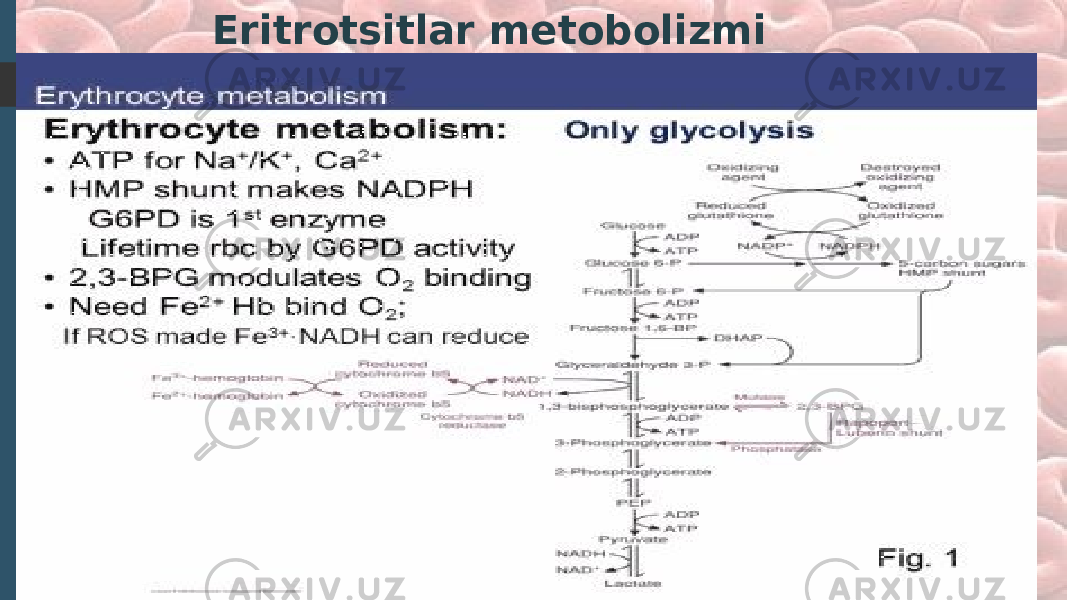 Eritrotsitlar metobolizmi 