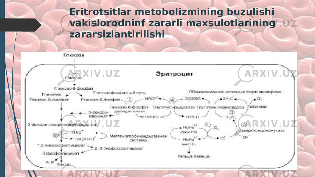 Eritrotsitlar metobolizmining buzulishi vakislorodninf zararli maxsulotlarining zararsizlantirilishi 