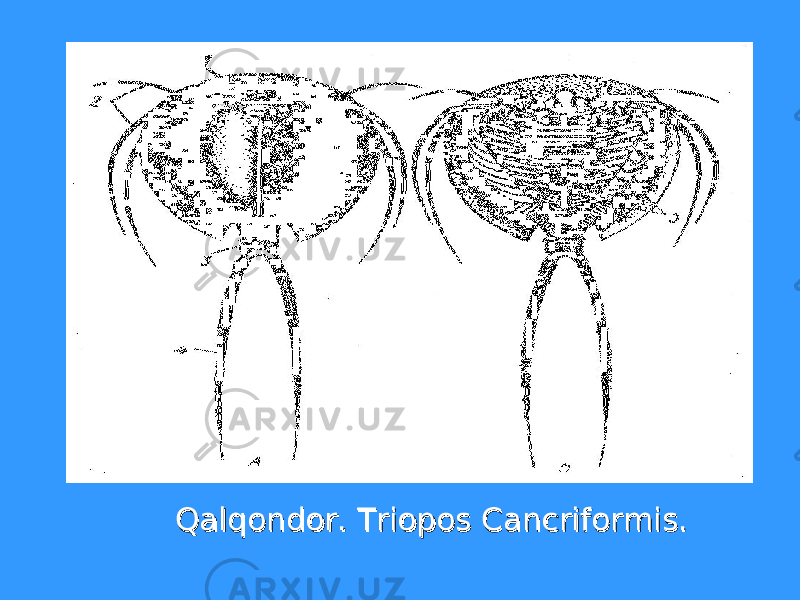 Qalqondor. Triopos Cancriformis.Qalqondor. Triopos Cancriformis. 