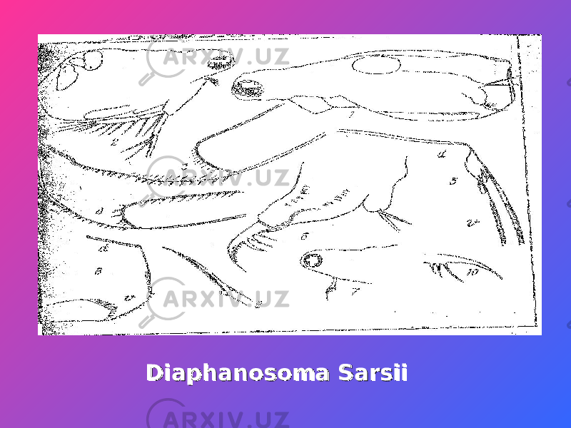 Diaphanosoma SarsiiDiaphanosoma Sarsii 