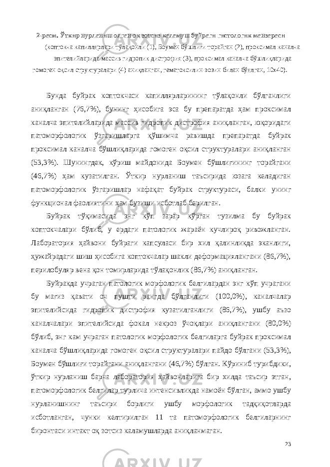 2-расм. Ўткир нурланиш олган оқ зотсиз каламуш буйраги гистологик манзараси (коптокча капиллярлари тўлақонли (1), Боумен бўшлиғи торайган (2), проксимал каналча эпителийларида массив гидропик дистрофия (3), проксимал каналча бўшлиқларида гомоген оқсил структуралари (4) аниқланган, гематоксилин-эозин билан бўялган, 10х40). Бунда буйрак коптокчаси капиллярларининг тўлақонли бўлганлиги аниқланган (76,7%), бунинг ҳисобига эса бу препаратда ҳам проксимал каналча эпителийларида массив гидропик дистрофия аниқланган, юқоридаги патоморфологик ўзгаришларга қўшимча равишда препаратда буйрак проксимал каналча бўшлиқларида гомоген оқсил структуралари аниқланган (53,3%). Шунингдек, кўриш майдонида Боумен бўшлиғининг торайгани (46,7%) ҳам кузатилган. Ўткир нурланиш таъсирида юзага келадиган патоморфологик ўзгаришлар нафақат буйрак структураси, балки унинг функционал фаолиятини ҳам бузиши исботлаб берилган. Буйрак тўқимасида энг кўп зарар кўрган тузилма бу буйрак коптокчалари бўлиб, у ердаги патологик жараён кучлироқ ривожланган. Лаборатория ҳайвони буйраги капсуласи бир хил қалинликда эканлиги, ҳужайрадаги шиш ҳисобига коптокчалар шакли деформaциялангани (86,7%), перилобуляр вена қон томирларида тўлақонлик (86,7%) аниқланган. Буйракда учраган патологик морфологик белгилардан энг кўп учрагани бу мағиз қавати оч пушти рангда бўлганлиги (100,0%), каналчалар эпителийсида гидропик дистрофия кузатилганлиги (86,7%), ушбу аъзо каналчалари эпителийсида фокал некроз ўчоқлари аниқлангани (80,0%) бўлиб, энг кам учраган патологик морфологик белгиларга буйрак проксимал каналча бўшлиқларида гомоген оқсил структуралари пайдо бўлгани (53,3%), Боумен бўшлиғи торайгани аниқлангани (46,7%) бўлган. Кўриниб турибдики, ўткир нурланиш барча лаборатория ҳайвонларига бир хилда таъсир этган, патоморфологик белгилар турлича интенсивликда намоён бўлган, аммо ушбу нурланишнинг таъсири борлиги ушбу морфологик тадқиқотларда исботланган, чунки келтирилган 11 та патоморфологик белгиларнинг биронтаси интакт оқ зотсиз каламушларда аниқланмаган. 23 