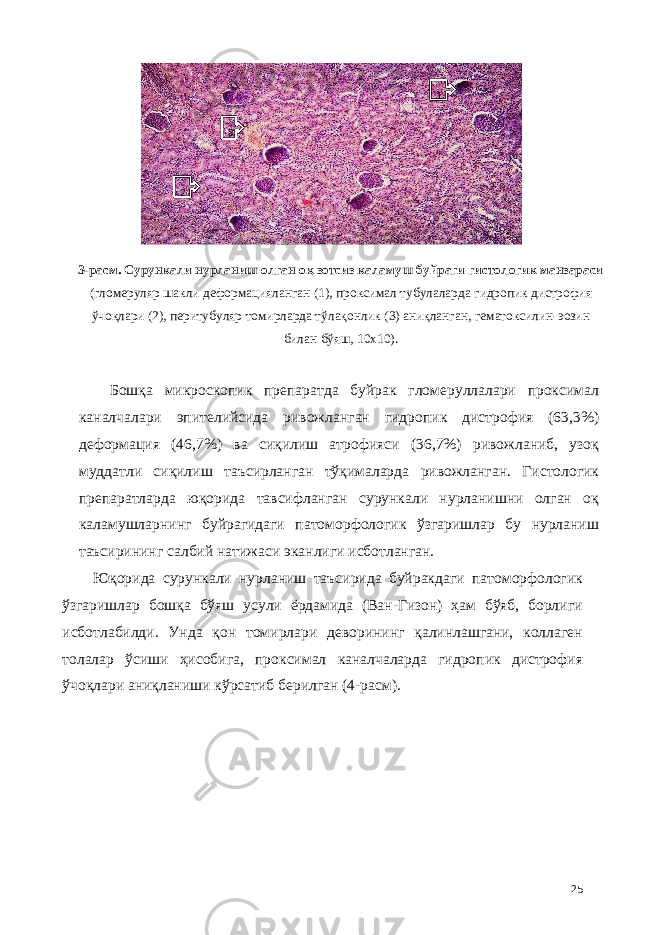 3-расм. Сурункали нурланиш олган оқ зотсиз каламуш буйраги гистологик манзараси (гломеруляр шакли деформaцияланган (1), проксимал тубулаларда гидропик дистрофия ўчоқлари (2), перитубуляр томирларда тўлақонлик (3) аниқланган, гематоксилин-эозин билан бўяш, 10х10). Бошқа микроскопик препаратда буйрак гломеруллалари проксимал каналчалари эпителийсида ривожланган гидропик дистрофия (63,3%) деформaция (46,7%) ва сиқилиш атрофияси (36,7%) ривожланиб, узоқ муддатли сиқилиш таъсирланган тўқималарда ривожланган. Гистологик препаратларда юқорида тавсифланган сурункали нурланишни олган оқ каламушларнинг буйрагидаги патоморфологик ўзгаришлар бу нурланиш таъсирининг салбий натижаси эканлиги исботланган. Юқорида сурункали нурланиш таъсирида буйракдаги патоморфологик ўзгаришлар бошқа бўяш усули ёрдамида (Ван-Гизон) ҳам бўяб, борлиги исботлабилди. Унда қон томирлари деворининг қалинлашгани, коллаген толалар ўсиши ҳисобига, проксимал каналчаларда гидропик дистрофия ўчоқлари аниқланиши кўрсатиб берилган (4-расм). 25 1 2 3 