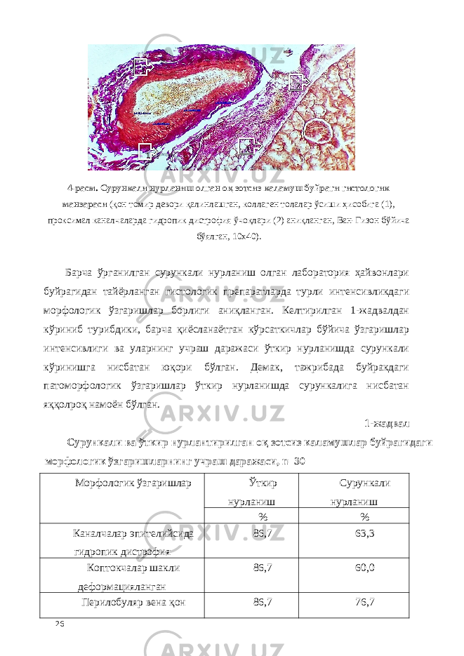 4-расм. Сурункали нурланиш олган оқ зотсиз каламуш буйраги гистологик манзараси (қон томир девори қалинлашган, коллаген толалар ўсиши ҳисобига (1), проксимал каналчаларда гидропик дистрофия ўчоқлари (2) аниқланган, Ван-Гизон бўйича бўялган, 10х40). Барча ўрганилган сурункали нурланиш олган лаборатория ҳайвонлари буйрагидан тайёрланган гистологик препаратларда турли интенсивликдаги морфологик ўзгаришлар борлиги аниқланган. Келтирилган 1-жадвалдан кўриниб турибдики, барча қиёсланаётган кўрсаткичлар бўйича ўзгаришлар интенсивлиги ва уларнинг учраш даражаси ўткир нурланишда сурункали кўринишга нисбатан юқори бўлган. Демак, тажрибада буйракдаги патоморфологик ўзгаришлар ўткир нурланишда сурункалига нисбатан яққолроқ намоён бўлган. 1-жадвал Сурункали ва ўткир нурлантирилган оқ зотсиз каламушлар буйрагидаги морфологик ўзгаришларнинг учраш даражаси, n=30 Морфологик ўзгаришлар Ўткир нурланиш Сурункали нурланиш % % Каналчалар эпителийсида гидропик дистрофия 86,7 63,3 Коптокчалар шакли деформацияланган 86,7 60,0 Перилобуляр вена қон 86,7 76,7 26 1 2 1 2 