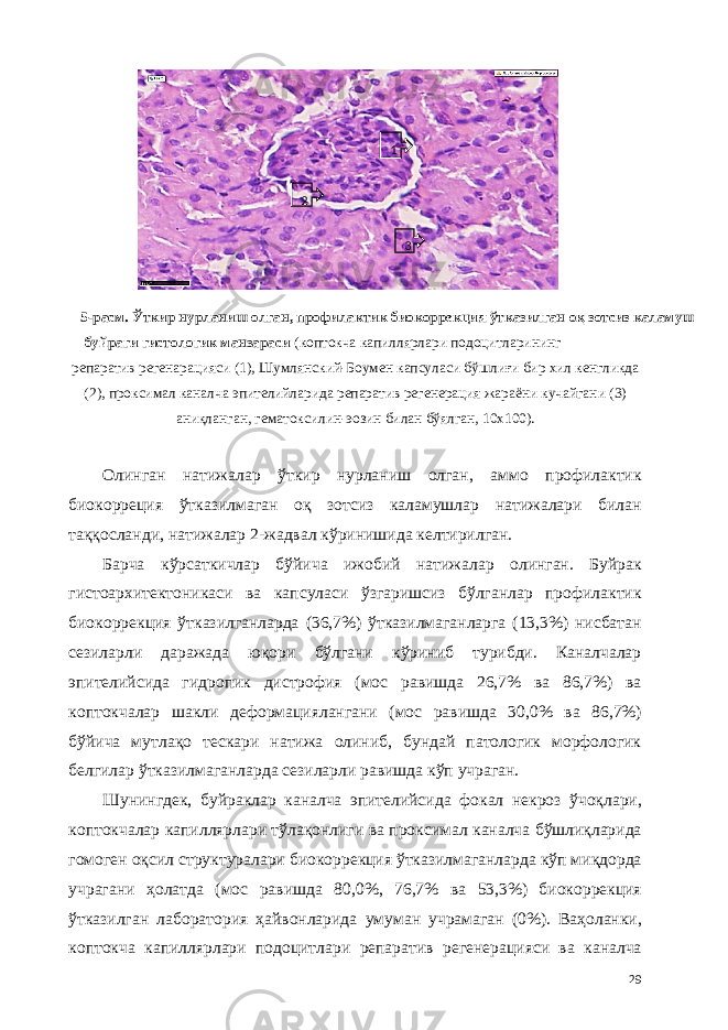 5-расм. Ўткир нурланиш олган, профилактик биокоррекция ўтказилган оқ зотсиз каламуш буйраги гистологик манзараси (коптокча капиллярлари подоцитларининг репаратив регенарaцияси (1), Шумлянский-Боумен капсуласи бўшлиғи бир хил кенгликда (2), проксимал каналча эпителийларида репаратив регенерaция жараёни кучайгани (3) аниқланган, гематоксилин-эозин билан бўялган, 10х100). Олинган натижалар ўткир нурланиш олган, аммо профилактик биокорреция ўтказилмаган оқ зотсиз каламушлар натижалари билан таққосланди, натижалар 2-жадвал кўринишида келтирилган. Барча кўрсаткичлар бўйича ижобий натижалар олинган. Буйрак гистоархитектоникаси ва капсуласи ўзгаришсиз бўлганлар профилактик биокоррекция ўтказилганларда (36,7%) ўтказилмаганларга (13,3%) нисбатан сезиларли даражада юқори бўлгани кўриниб турибди. Каналчалар эпителийсида гидропик дистрофия (мос равишда 26,7% ва 86,7%) ва коптокчалар шакли деформaциялангани (мос равишда 30,0% ва 86,7%) бўйича мутлақо тескари натижа олиниб, бундай патологик морфологик белгилар ўтказилмаганларда сезиларли равишда кўп учраган. Шунингдек, буйраклар каналча эпителийсида фокал некроз ўчоқлари, коптокчалар капиллярлари тўлақонлиги ва проксимал каналча бўшлиқларида гомоген оқсил структуралари биокоррекция ўтказилмаганларда кўп миқдорда учрагани ҳолатда (мос равишда 80,0%, 76,7% ва 53,3%) биокоррекция ўтказилган лаборатория ҳайвонларида умуман учрамаган (0%). Ваҳоланки, коптокча капиллярлари подоцитлари репаратив регенерaцияси ва каналча 29 1 2 3 