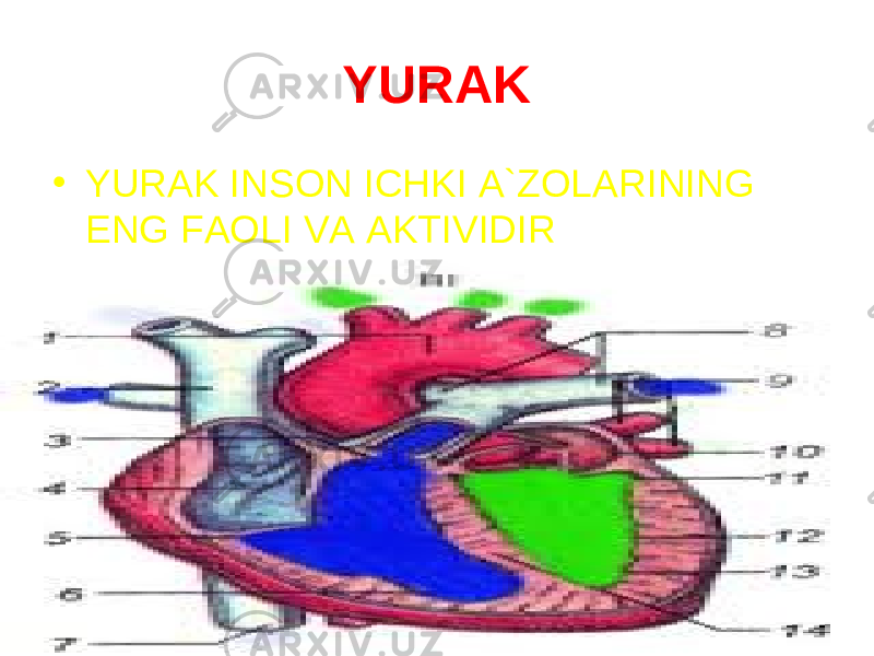 YURAK • YURAK INSON ICHKI A`ZOLARINING ENG FAOLI VA AKTIVIDIR 