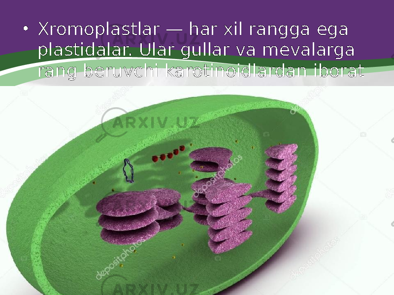 • Xromoplastlar — har xil rangga ega plastidalar. Ular gullar va mevalarga rang beruvchi karotinoidlardan iborat 