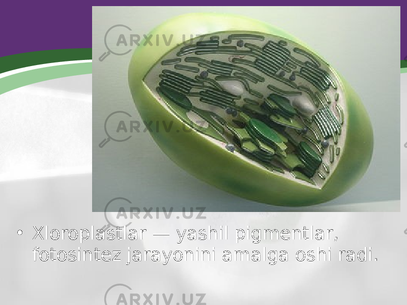 • Xloroplastlar — yashil pigmentlar, fotosintez jarayonini amalga oshi radi. 