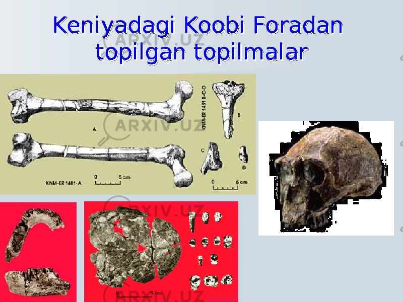 Keniyadagi Koobi Foradan Keniyadagi Koobi Foradan topilgan topilmalartopilgan topilmalar 