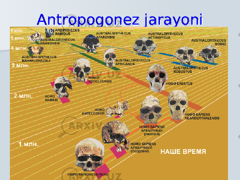 Antropogonez jarayoniAntropogonez jarayoni 