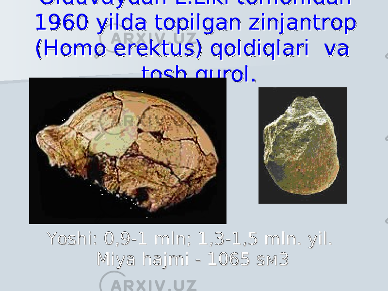 Olduvaydan L.Liki tomonidan Olduvaydan L.Liki tomonidan 1960 yilda topilgan zinjantrop 1960 yilda topilgan zinjantrop (Homo erektus) qoldiqlari(Homo erektus) qoldiqlari va va tosh qurol. tosh qurol. Yoshi: Yoshi: 0,9-1 mln0,9-1 mln ; ; 11 ,3-1,5 mln. yil. ,3-1,5 mln. yil. Miya hajmi - Miya hajmi - 1065 1065 ss м3м3 