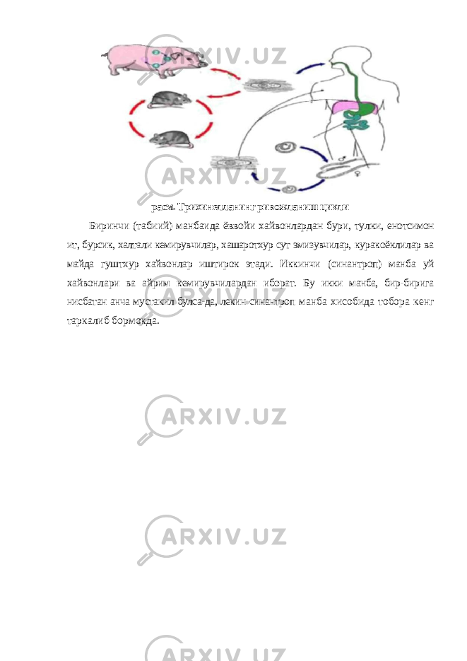 расм. Трихинелланинг ривожланиш цикли Биринчи (табиий) манбаида ёввойи хайвонлардан бури, тулки, енотсимон ит, бурсик, халтали кемирувчилар, хашаротхур сут эмизувчилар, куракоёклилар ва майда гуштхур хайвонлар иштирок этади. Иккинчи (синантроп) манба уй хайвонлари ва айрим кемирувчилардан иборат. Бу икки манба, бир-бирига нисбатан анча мустакил булса-да, лекин синантроп манба хисобида тобора кенг таркалиб бормокда. 