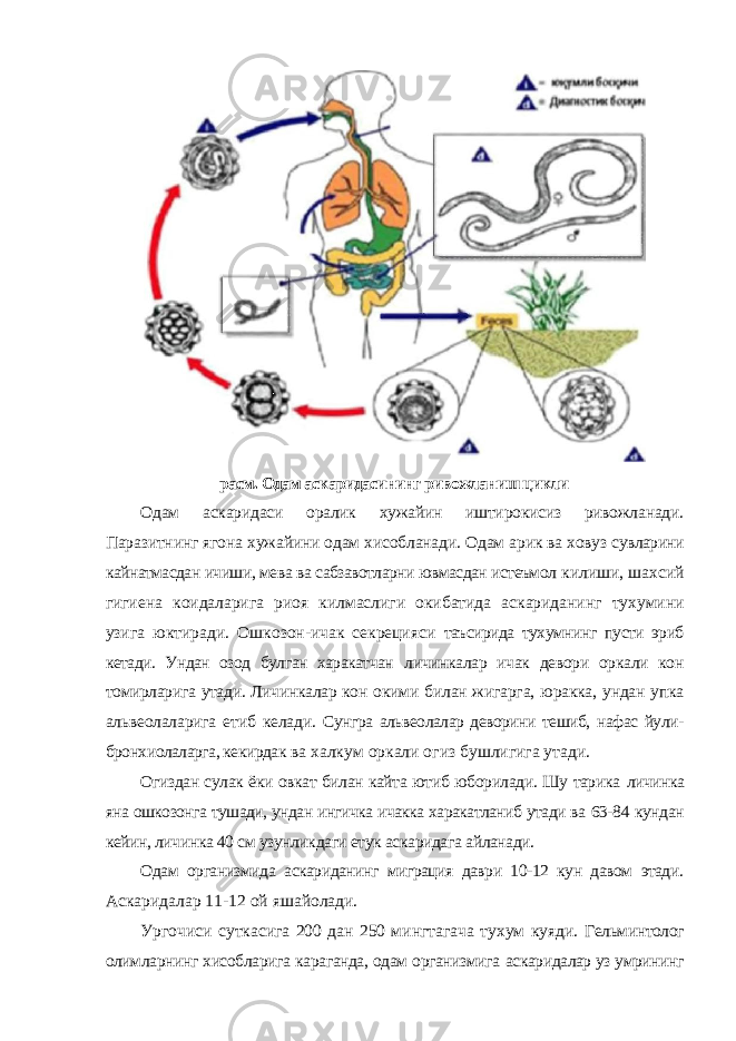 расм. Одам аскаридасининг ривожланиш цикли Одам аскаридаси оралик хужайин иштирокисиз ривожланади. Паразитнинг ягона хужайини одам хисобланади. Одам арик ва ховуз сувларини кайнатмасдан ичиши, мева ва сабзавотларни ювмасдан истеъмол килиши, шахсий гигиена коидаларига риоя килмаслиги окибатида аскариданинг тухумини узига юктиради. Ошкозон-ичак секрецияси таъсирида тухумнинг пусти эриб кетади. Ундан озод булган харакатчан личинкалар ичак девори оркали кон томирларига утади. Личинкалар кон окими билан жигарга, юракка, ундан упка альвеолаларига етиб келади. Сунгра альвеолалар деворини тешиб, нафас йули- бронхиолаларга, кекирдак ва халкум оркали огиз бушлигига утади. Огиздан сулак ёки овкат билан кайта ютиб юборилади. Шу тарика личинка яна ошкозонга тушади, ундан ингичка ичакка харакатланиб утади ва 63-84 кундан кейин, личинка 40 см узунликдаги етук аскаридага айланади. Одам организмида аскариданинг миграция даври 10-12 кун давом этади. Аскаридалар 11-12 ой яшайолади. Ургочиси суткасига 200 дан 250 мингтагача тухум куяди. Гельминтолог олимларнинг хисобларига караганда, одам организмига аскаридалар уз умрининг 
