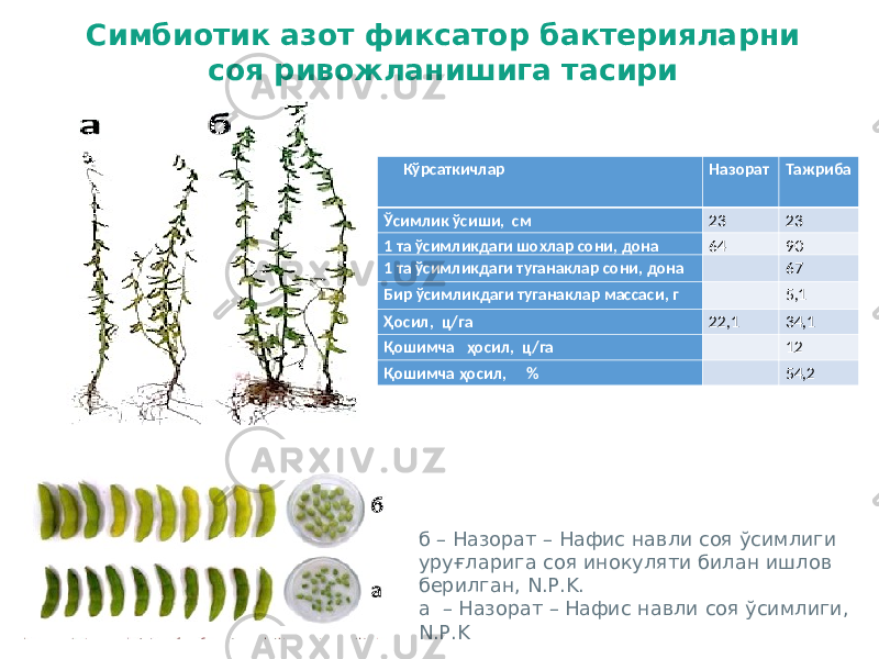 Симбиотик азот фиксатор бактерияларни соя ривожланишига тасири б – Назорат – Нафис навли соя ўсимлиги уруғларига соя инокуляти билан ишлов берилган, N.P.K. а – Назорат – Нафис навли соя ўсимлиги, N.P.K Кўрсаткичлар Назорат Тажриба Ўсимлик ўсиши , см 23 23 1 та ўсимликдаги шохлар сони , дона 64 90 1 та ўсимликдаги туганаклар сони , дона 67 Бир ўсимликдаги туганаклар массаси , г 5 , 1 Ҳосил , ц / га 22 , 1 34 , 1 Қошимча ҳосил , ц / га 12 Қошимча ҳосил , % 54 , 2 