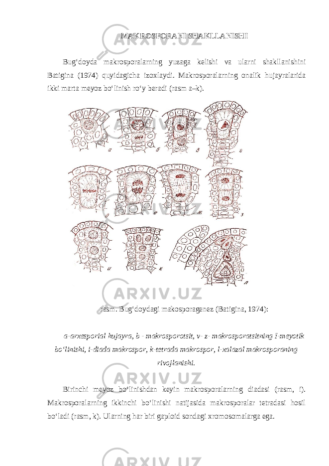 MAKROSPORANI SHAKLLANISHI Bug‘doyda makrosporalarning yuzaga kelishi va ularni shakllanishini Batigina (1974) quyidagicha izoxlaydi. Makrosporalarning onalik hujayralarida ikki marta meyoz bo‘linish ro‘y beradi (rasm a–k). rasm. Bug‘doydagi makosporagenez (Batigina, 1974): a-arxesporial hujayra, b - makrosporotsit, v- z- makrosporatsitning I-meyotik bo‘linishi, i-diada makrospor, k-tetrada makrospor, l-xalazal makrosporaning rivojlanishi. Birinchi meyoz bo‘linishdan keyin makrosporalarning diadasi (rasm, i). Makrosporalarning ikkinchi bo‘linishi natijasida makrosporalar tetradasi hosil bo‘ladi (rasm, k). Ularning har biri gaploid sondagi xromosomalarga ega. 