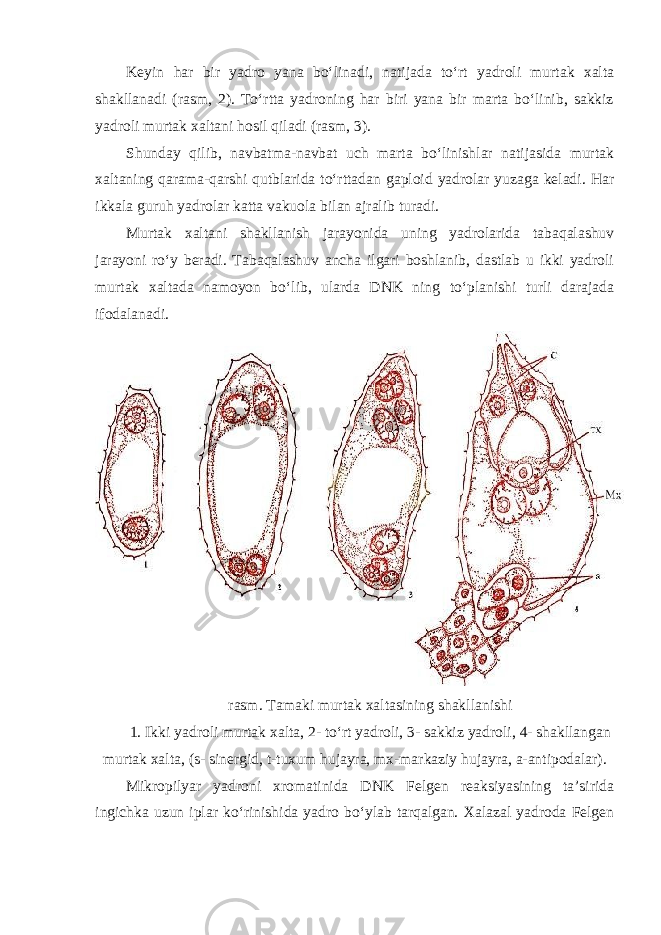 Keyin har bir yadro yana bo‘linadi, natijada to‘rt yadroli murtak xalta shakllanadi (rasm, 2). To‘rtta yadroning har biri yana bir marta bo‘linib, sakkiz yadroli murtak xaltani hosil qiladi (rasm, 3). Shunday qilib, navbatma-navbat uch marta bo‘linishlar natijasida murtak xaltaning qarama-qarshi qutblarida to‘rttadan gaploid yadrolar yuzaga keladi. Har ikkala guruh yadrolar katta vakuola bilan ajralib turadi. Murtak xaltani shakllanish jarayonida uning yadrolarida tabaqalashuv jarayoni ro‘y beradi. Tabaqalashuv ancha ilgari boshlanib, dastlab u ikki yadroli murtak xaltada namoyon bo‘lib, ularda DNK ning to‘planishi turli darajada ifodalanadi. rasm. Tamaki murtak xaltasining shakllanishi 1. Ikki yadroli murtak xalta, 2- to‘rt yadroli, 3- sakkiz yadroli, 4- shakllangan murtak xalta, (s- sinergid, t-tuxum hujayra, mx-markaziy hujayra, a-antipodalar). Mikropilyar yadroni xromatinida DNK Felgen reaksiyasining ta’sirida ingichka uzun iplar ko‘rinishida yadro bo‘ylab tarqalgan. Xalazal yadroda Felgen 