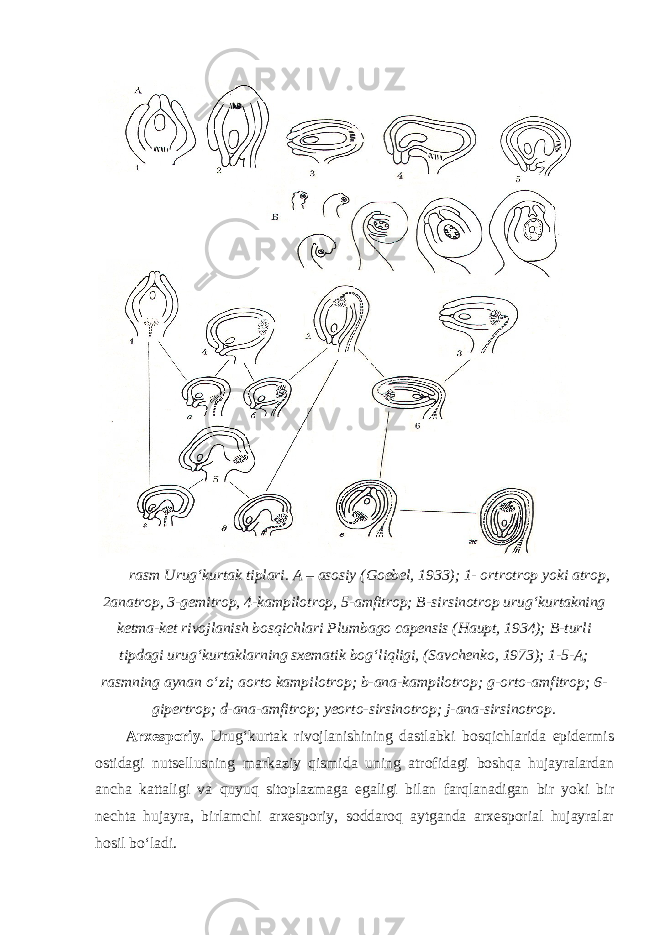  rasm Urug‘kurtak tiplari. A – asosiy (Goebel, 1933); 1- ortrotrop yoki atrop, 2anatrop, 3-gemitrop, 4-kampilotrop, 5-amfitrop; B-sirsinotrop urug‘kurtakning ketma-ket rivojlanish bosqichlari Plumbago capensis (Haupt, 1934); B-turli tipdagi urug‘kurtaklarning sxematik bog‘liqligi, (Savchenko, 1973); 1-5-A; rasmning aynan o‘zi; aorto kampilotrop; b-ana-kampilotrop; g-orto-amfitrop; 6- gipertrop; d-ana-amfitrop; yeorto-sirsinotrop; j-ana-sirsinotrop. Arxesporiy. Urug‘kurtak rivojlanishining dastlabki bosqichlarida epidermis ostidagi nutsellusning markaziy qismida uning atrofidagi boshqa hujayralardan ancha kattaligi va quyuq sitoplazmaga egaligi bilan farqlanadigan bir yoki bir nechta hujayra, birlamchi arxesporiy, soddaroq aytganda arxesporial hujayralar hosil bo‘ladi. 