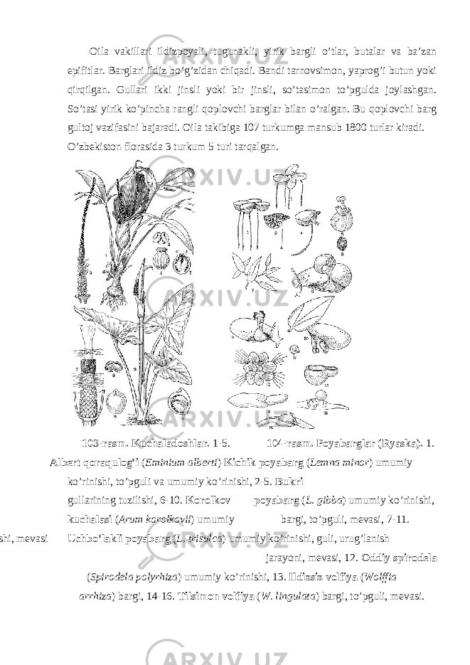 Oila vakillari ildizpoyali, tugunakli, yirik bargli o’tlar, butalar va ba’zan epifitlar. Barglari ildiz bo’g’zidan chiqadi. Bandi tarnovsimon, yaprog’i butun yoki qirqilgan. Gullari ikki jinsli yoki bir jinsli, so’tasimon to’pgulda joylashgan. So’tasi yirik ko’pincha rangli qoplovchi barglar bilan o’ralgan. Bu qoplovchi barg gultoj vazifasini bajaradi. Oila takibiga 107 turkumga mansub 1800 turlar kiradi. O’zbekiston florasida 3 turkum 5 turi tarqalgan. 103-rasm. Kuchaladoshlar. 1-5. 104-rasm. Poyabarglar (Ryaska). 1. Albert qoraqulog’i ( Eminium alberti ) Kichik poyabarg ( Lemna minor ) umumiy ko’rinishi, to’pguli va umumiy ko’rinishi, 2-5. Bukri gullarining tuzilishi, 6-10. Korolkov poyabarg ( L. gibba ) umumiy ko’rinishi, kuchalasi ( Arum korolkovii ) umumiy bargi, to’pguli, mevasi, 7-11. ko’rinishi, to’pguli, gul tuzilishi, mevasi Uchbo’lakli poyabarg ( L. trisulca ) umumiy ko’rinishi, guli, urug’lanish jarayoni, mevasi, 12. Oddiy spirodela ( Spirodela polyrhiza ) umumiy ko’rinishi, 13. Ildizsiz volfiya ( Wolffia arrhiza ) bargi, 14-16. Tilsimon volfiya ( W. lingulata ) bargi, to’pguli, mevasi. 