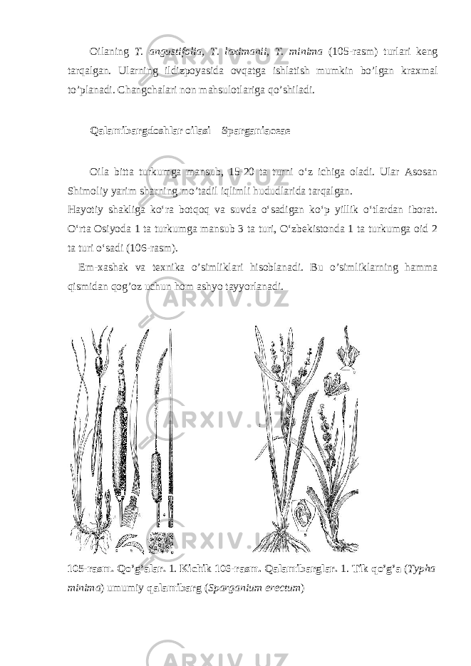 Oilaning T. angustifolia, T. laximanii, T. minima (105-rasm) turlari keng tarqalgan. Ularning ildizpoyasida ovqatga ishlatish mumkin bo’lgan kraxmal to’planadi. Changchalari non mahsulotlariga qo’shiladi. Qalamibargdoshlar oilasi – Sparganiaceae Oila bitta turkumga mansub, 15-20 ta turni o‘z ichiga oladi. Ular Asosan Shimoliy yarim sharning mo’tadil iqlimli hududlarida tarqalgan. Hayotiy shakliga ko‘ra botqoq va suvda o‘sadigan ko‘p yillik o‘tlardan iborat. O‘rta Osiyoda 1 ta turkumga mansub 3 ta turi, O‘zbekistonda 1 ta turkumga oid 2 ta turi o‘sadi (106-rasm). Em-xashak va texnika o’simliklari hisoblanadi. Bu o’simliklarning hamma qismidan qog’oz uchun hom ashyo tayyorlanadi. 105-rasm. Qo’g’alar. 1. Kichik 106-rasm. Qalamibarglar. 1. Tik qo’g’a ( Typha minima ) umumiy qalamibarg ( Sparganium erectum ) 