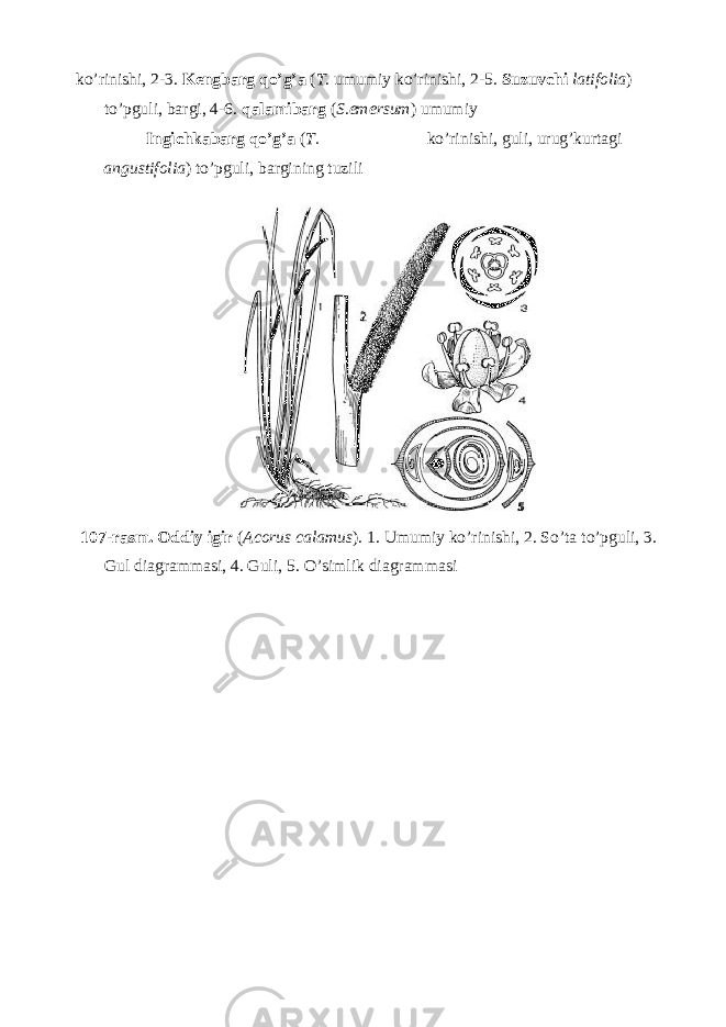 ko’rinishi, 2-3. Kengbarg qo’g’a ( T. umumiy ko’rinishi, 2-5. Suzuvchi latifolia ) to’pguli, bargi, 4-6. qalamibarg ( S.emersum ) umumiy Ingichkabarg qo’g’a ( T. ko’rinishi, guli, urug’kurtagi angustifolia ) to’pguli, bargining tuzili 107-rasm. Oddiy igir ( Acorus calamus ). 1. Umumiy ko’rinishi, 2. So’ta to’pguli, 3. Gul diagrammasi, 4. Guli, 5. O’simlik diagrammasi 