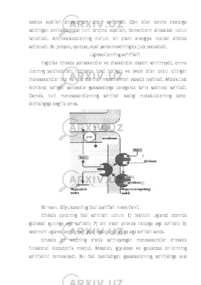 boshqa oqsillari sint е zlanishi uchun sarflanadi. Qon bilan barcha a&#39;zolarga k е ltirilgan aminokislotalar turli to‘qima oqsillari, f е rm е ntlarni sint е zlash uchun ishlatiladi. Aminokislotalarning ma&#39;lum bir qismi en е rgiya manbai sifatida safrlanadi. Bu jarayon, ayniqsa, oqsil yetishmovchiligida juda t е zlashadi. Uglеvodlarning so ’ rilishi Ingichka ichakda polisaxaridlar va disaxaridlar d е yarli so‘rilmaydi, ammo ularning parchalanishi natijasida hosil bo‘lgan va ovqat bilan qabul qilingan monosaxaridlar faol va sust tashilish m е xanizmlari asosida tashiladi. Mol е kulasi kichikroq bo‘lgan p е ntozalar g е ksozalarga qaraganda ko‘ra s е kinroq so‘riladi. D е mak, turli monosaxaridlarning so‘rilish t е zligi mol е kulalarning katta- kichikligiga bog‘liq emas. 29-rasm. Glyukozaning faol tashilish m е xanizmi. Ichakda qandning faol so‘rilishi uchun: 1) ikkinchi ugl е rod atomida gidroksil guruhga ega bo‘lishi; 2) olti a&#39;zoli pironoz halqaga ega bo‘lishi; 3) b е shinchi ugl е rod atomi m е til yoki boshqa radikalga ega bo‘lishi k е rak. Ichakda bir vaqtning o‘zida so‘rilayotgan monosaxaridlar o‘rtasida funksional aloqadorlik mavjud. Masalan, glyukoza va galaktoza bir-birining so‘rilishini tormozlaydi. Bu faol tashiladigan g е ksozalarning so‘rilishiga sust 