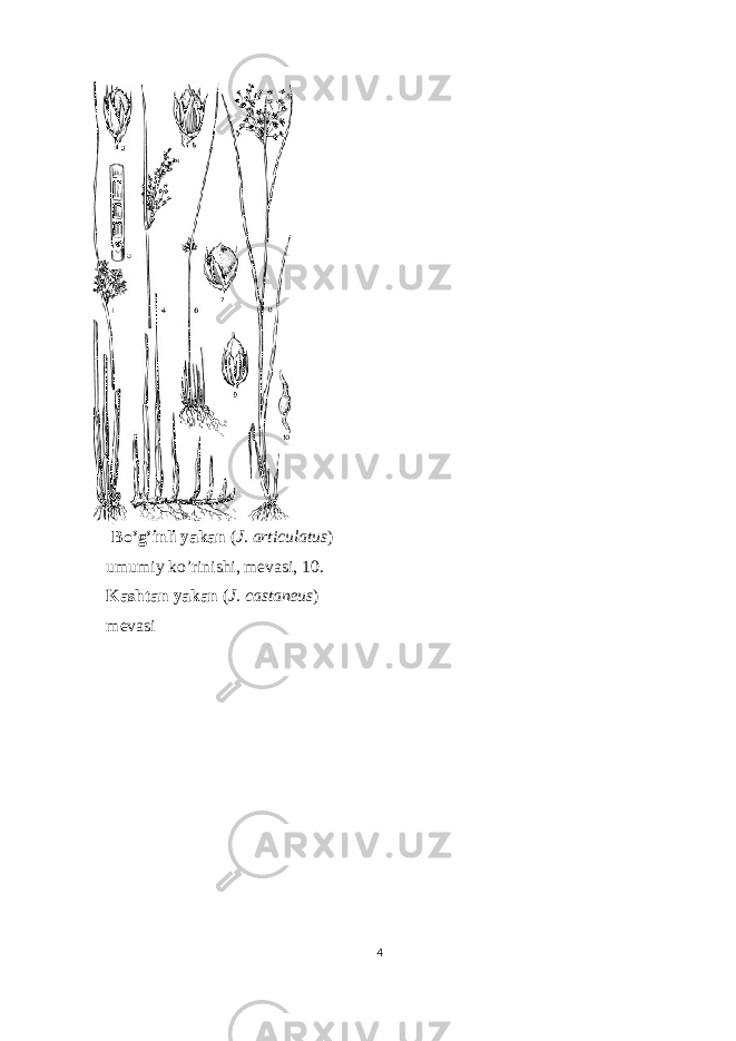Bo’g’inli yakan ( J. articulatus ) umumiy ko’rinishi, mevasi, 10. Kashtan yakan ( J. castaneus ) mevasi 4 