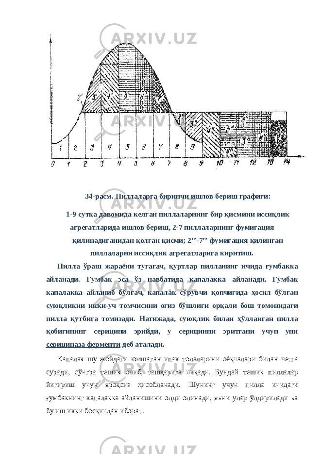  34-расм. Пиллаларга биринчи ишлов бериш графиги: 1-9 сутка давомида келган пиллаларнинг бир қисмини иссиқлик агрегатларида ишлов бериш, 2-7 пиллаларнинг фумигация қилинадиганидан қолган қисми; 2’’-7’’ фумигация қилинган пиллаларни иссиқлик агрегатларига киритиш. Пилла ўраш жараёни тугагач, қуртлар пилланинг ичида ғумбакка айланади. Ғумбак эса ўз навбатида капалакка айланади. Ғумбак капалакка айланиб бўлгач, капалак сўрувчи қопчиғида ҳосил бўлган суюқликни икки-уч томчисини оғиз бўшлиғи орқали бош томонидаги пилла қутбига томизади. Натижада, суюқлик билан ҳўлланган пилла қобиғининг серицини эрийди, у серицинни эритгани учун уни серициназа ферменти деб аталади. Капалак шу жойдаги юмшаган ипак толаларини оёқчалари билан четга суради, сўнгра тешик очиб, ташқарига чиқади. Бундай тешик пиллалар йигириш учун яроқсиз ҳисобланади. Шунинг учун пилла ичидаги ғумбакнинг капалакка айланишини олди олинади, яъни улар ўлдирилади ва бу иш икки босқичдан иборат. ~умбакнинг оғирлиги, т 