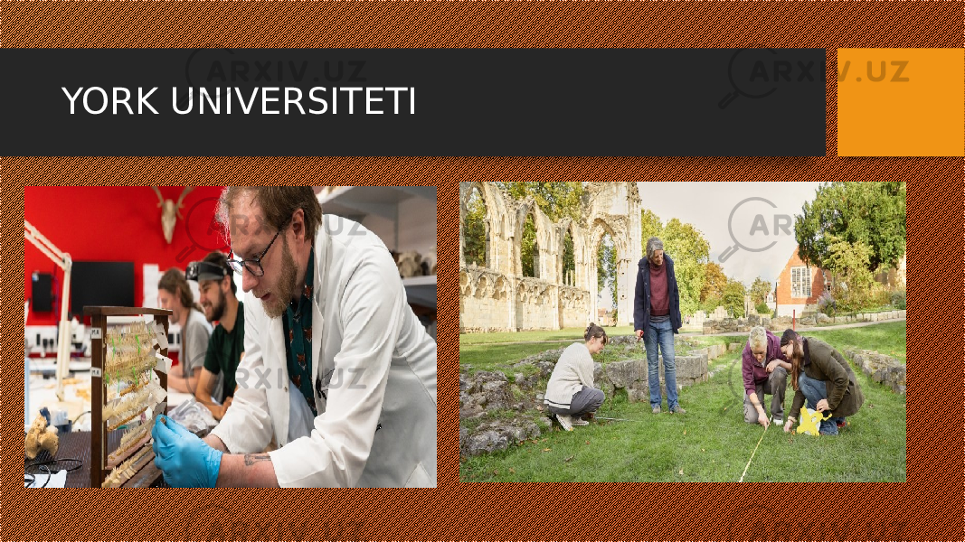 YORK UNIVERSITETI 