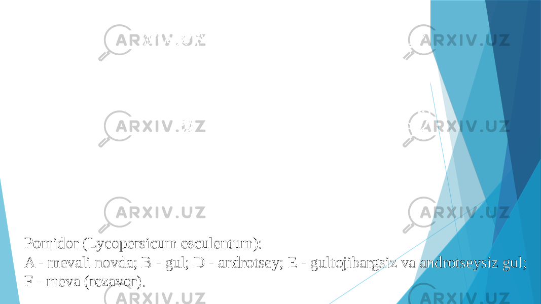 Pomidor (Lycopersicum esculentum): A - mevali novda; В - gul; D - androtsey; E - gultojibargsiz va androtseysiz gul; F - meva (rezavor). 