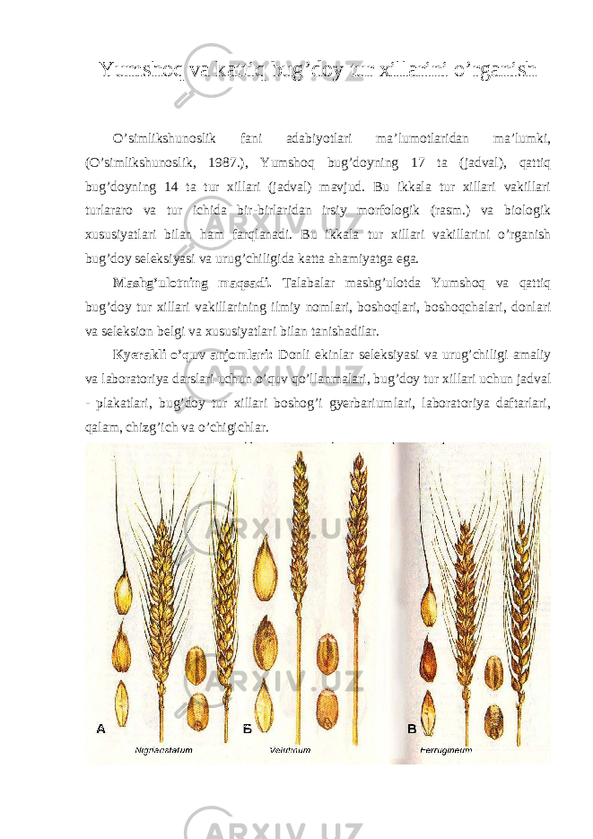 Yumshoq va kattiq bug’doy tur xillarini o’rganish O’simlikshunoslik fani adabiyotlari ma’lumotlaridan ma’lumki, (O’simlikshunoslik, 1987.), Yumshoq bug’doyning 17 ta (jadval), qattiq bug’doyning 14 ta tur xillari (jadval) mavjud. Bu ikkala tur xillari vakillari turlararo va tur ichida bir-birlaridan irsiy morfologik (rasm.) va biologik xususiyatlari bilan ham farqlanadi. Bu ikkala tur xillari vakillarini o’rganish bug’doy seleksiyasi va urug’chiligida katta ahamiyatga ega. Mashg’ulotning maqsadi. Talabalar mashg’ulotda Yumshoq va qattiq bug’doy tur xillari vakillarining ilmiy nomlari, boshoqlari, boshoqchalari, donlari va seleksion belgi va xususiyatlari bilan tanishadilar. Kyerakli o’quv anjomlari: Donli ekinlar seleksiyasi va urug’chiligi amaliy va laboratoriya darslari uchun o’quv qo’llanmalari, bug’doy tur xillari uchun jadval - plakatlari, bug’doy tur xillari boshog’i gyerbariumlari, laboratoriya daftarlari, qalam, chizg’ich va o’chigichlar. 