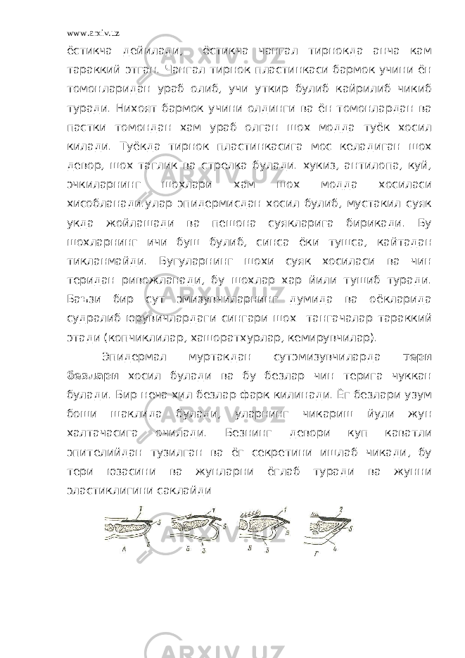 www.arxiv.uz ёстикча дейилади, ёстикча чангал тирнокда анча кам тараккий этган. Чангал тирнок пластинкаси бармок учини ён томонларидан ураб олиб, учи уткир булиб кайрилиб чикиб туради. Нихоят бармок учини олдинги ва ён томонлардан ва пастки томондан хам ураб олган шох модда туёк хосил килади. Туёкда тирнок пластинкасига мос келадиган шох девор, шох таглик ва стрелка булади. хукиз, антилопа, куй, эчкиларнинг шохлари хам шох модда хосиласи хисобланади.улар эпидермисдан хосил булиб, мустакил суяк укда жойлашади ва пешона суякларига бирикади. Бу шохларнинг ичи буш булиб, синса ёки тушса, кайтадан тикланмайди. Бугуларнинг шохи суяк хосиласи ва чин теридан ривожланади, бу шохлар хар йили тушиб туради. Баъзи бир сут эмизувчиларнинг думида ва оёкларида судралиб юрувичлардаги сингари шох тангачалар тараккий этади (копчиклилар, хашоратхурлар, кемирувчилар). Эпидермал муртакдан сутэмизувчиларда тери безлари хосил булади ва бу безлар чин терига чуккан булади. Бир неча хил безлар фарк килинади. Ёг безлари узум боши шаклида булади, уларнинг чикариш йули жун халтачасига очилади. Безнинг девори куп каватли эпителийдан тузилган ва ёг секретини ишлаб чикади, бу тери юзасини ва жунларни ёглаб туради ва жунни эластиклигини саклайди 