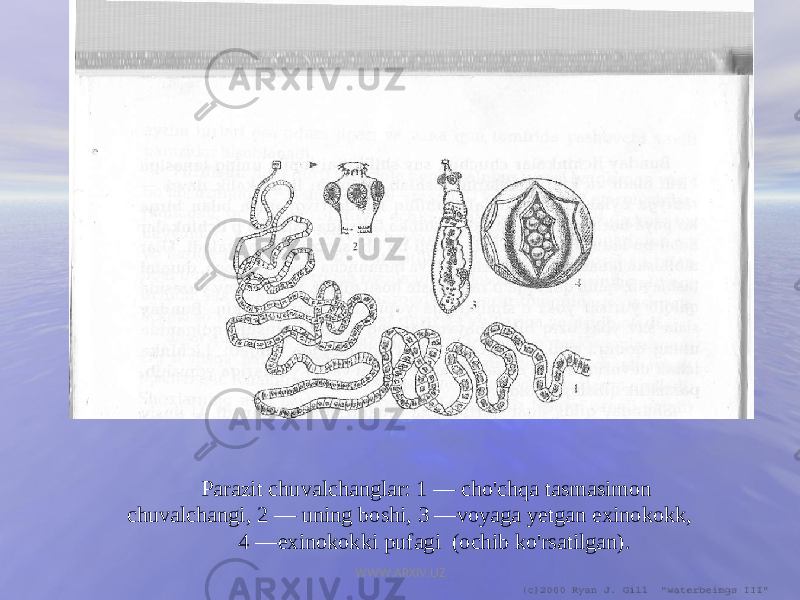 Parazit chuvalchanglar: 1 — cho&#39;chqa tasmasimon chuvalchangi, 2 — unin g boshi, 3 — voyaga yetgan exinokokk, 4 —exinokokki pufagi (ochib ko&#39;rsatilgan). WWW.ARXIV.UZ 
