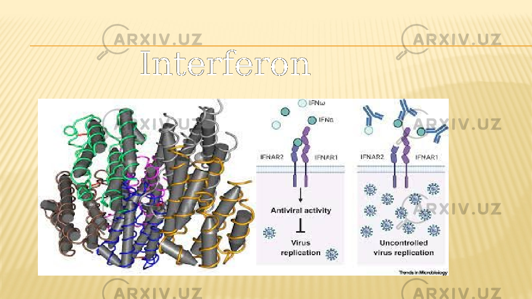 Interferon 