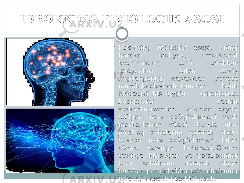 IDROKNING FIZIOLOGIK ASOSI  Idrokning fiziologik asosi, uning harakat faoliyati, emotsional kechinmalar, turli tafakkur jarayonlari bilan uzviy bog‘langanligi sababidan  yanada murak-kablashadi. Bundan kelib chiqadiki, his–tuyg‘u organlarida boshlangan  tashqi seskantiruvchilar   ta’sirida paydo bo‘lgan nerv qo‘zg‘alishlari asab markazlariga o‘tadi, bunda ular po‘stloq sohalarini qamrab oladi, boshqa nerv qo‘zg‘alishlari bilan o‘zaro ta’sirga kirishadi. O‘zaro ta’sirga kirishgan va po‘stloqning turli sohalarini qamrab olgan bunday qo‘zg‘alishlar to‘ri idrokning fiziologik asosini tashkil etadi. 