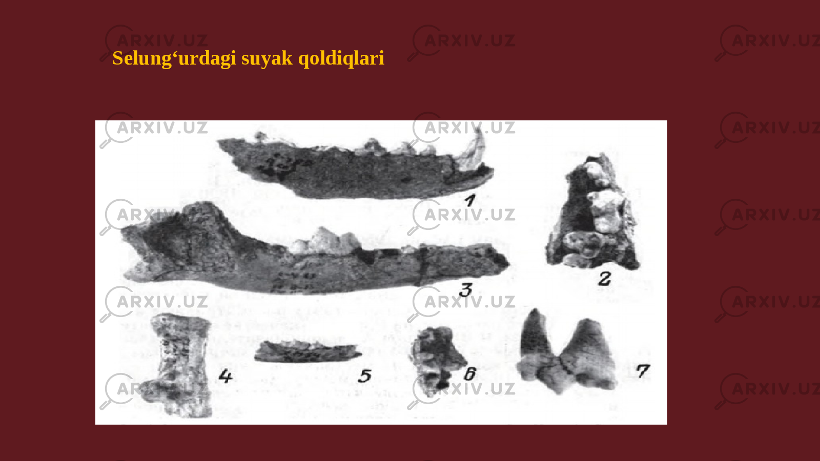 Selungʻurdagi suyak qoldiqlari 