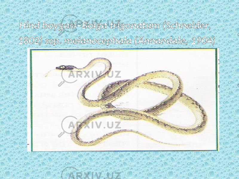 Hind boygasi– Boiga trigonatum ( Schneider , 1802) ssp . meianocephala ( Annandale , 1904) 