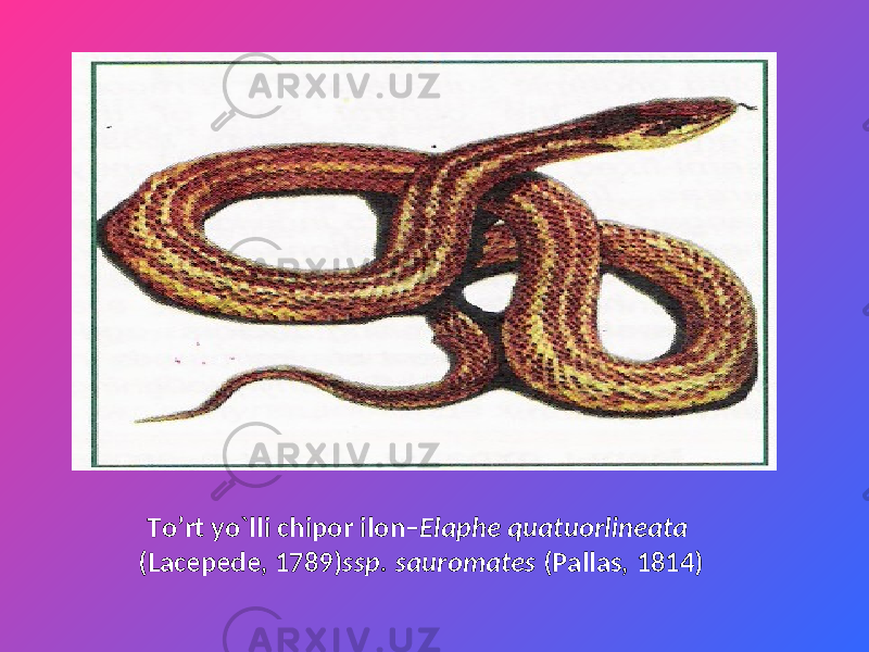 To’ rt yo`lli chipor ilon– Elaphe quatuorlineata (Lacepede, 1789) ssp. sauromates (Pallas, 1814) 