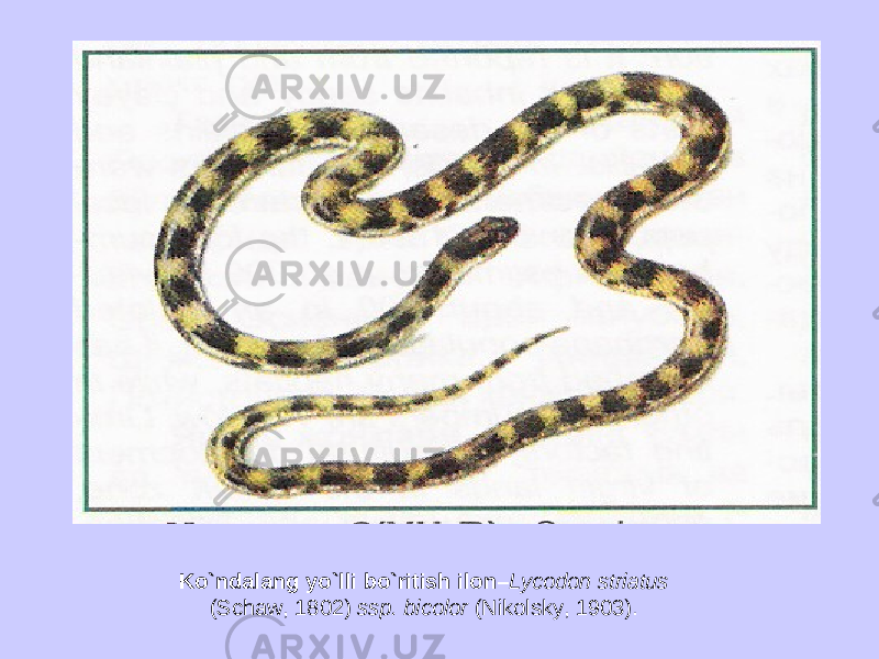K o`ndalan g yo`lli bo`ritish ilon– Lycodon striatus (Schaw, 1802) ssp. bicolor (Nikolsky, 1903). 