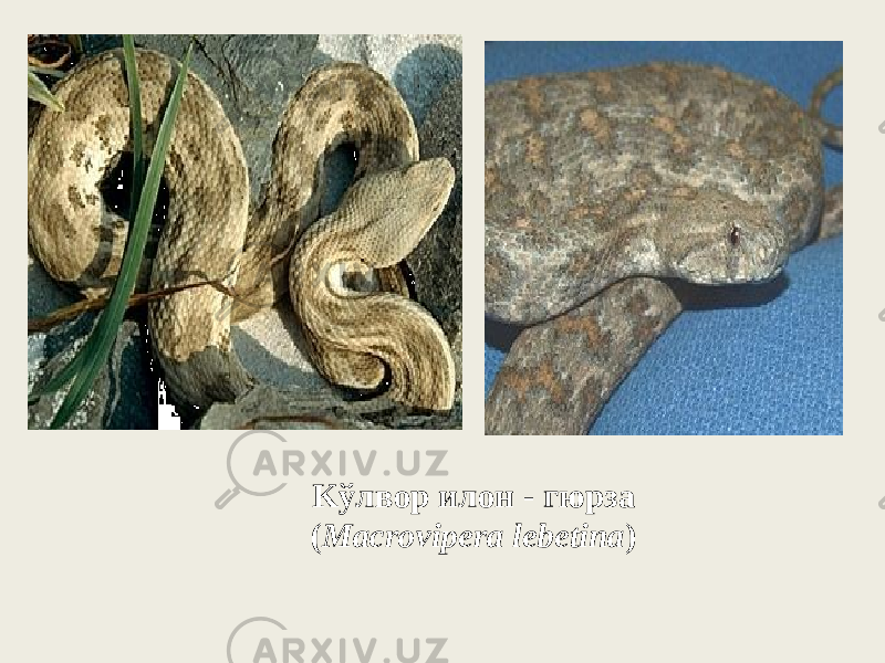 Kўлвop илoн - гюрза ( Macrovipera lebetina ) 