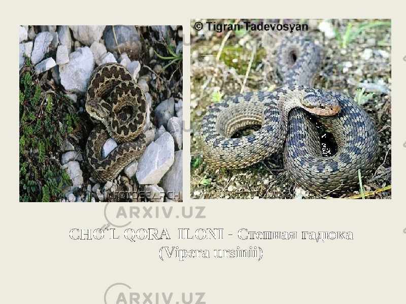 CHO`L QORA ILONI - Степная гадюка (Vipera ursinii) 