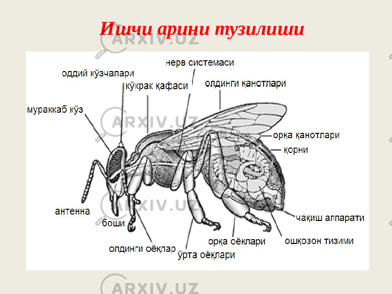 Ишчи арини тузилиши 