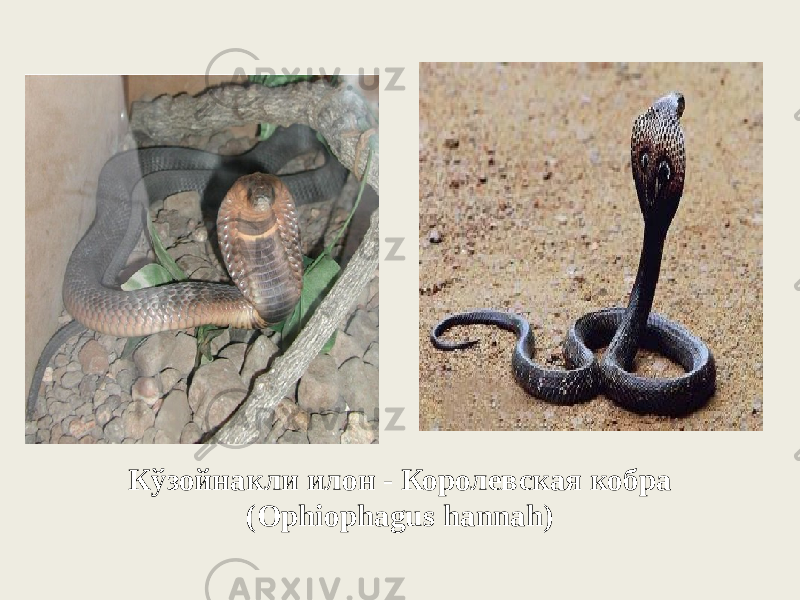 Кўзойнакли илон - Королевская кобрa (Ophiophagus hannah) 