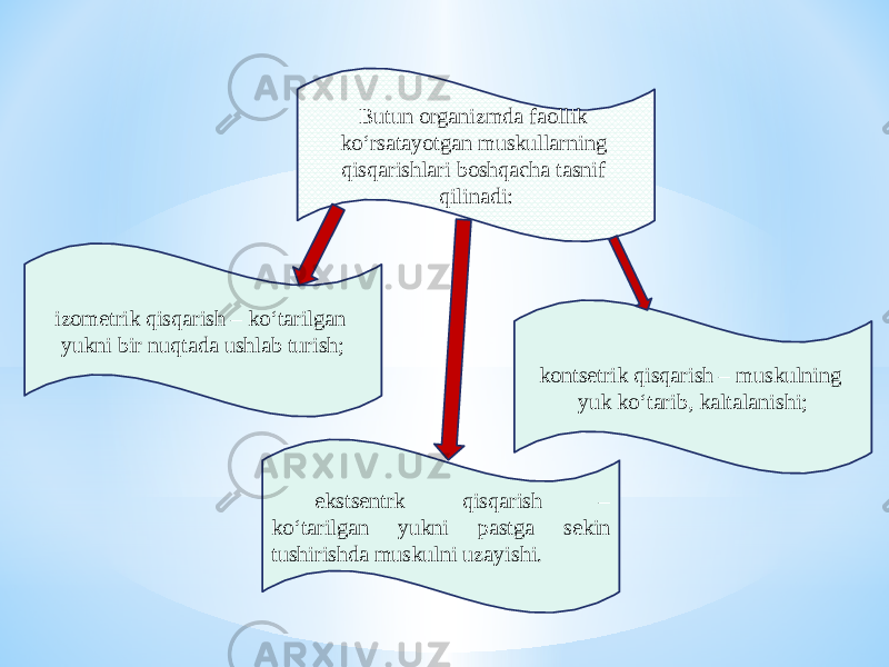 Butun organizmda faollik kо‘rsatayotgan muskullarning qisqarishlari boshqacha tasnif qilinadi: izometrik qisqarish – kо‘tarilgan yukni bir nuqtada ushlab turish; kontsetrik qisqarish – muskulning yuk kо‘tarib, kaltalanishi; ekstsentrk qisqarish – kо‘tarilgan yukni pastga sekin tushirishda muskulni uzayishi. 