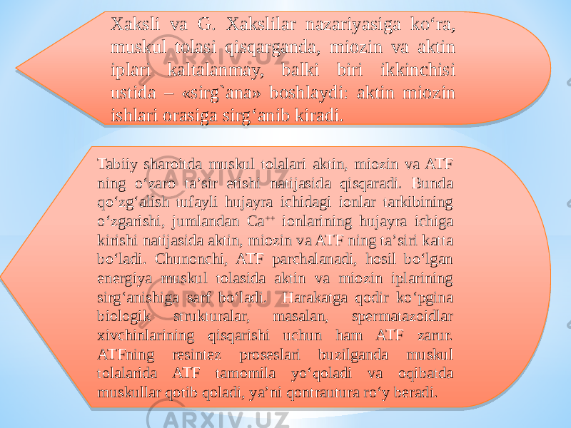 Xaksli va G. Xakslilar nazariyasiga kо‘ra, muskul tolasi qisqarganda, miozin va aktin iplari kaltalanmay, balki biri ikkinchisi ustida – «sirg`ana» boshlaydi: aktin miozin ishlari orasiga sirg‘anib kiradi. Tabiiy sharoitda muskul tolalari aktin, miozin va ATF ning о‘zaro ta’sir etishi natijasida qisqaradi. Bunda qо‘zg‘alish tufayli hujayra ichidagi ionlar tarkibining о‘zgarishi, jumlandan Ca ++ ionlarining hujayra ichiga kirishi natijasida aktin, miozin va ATF ning ta’siri katta bо‘ladi. Chunonchi, ATF parchalanadi, hosil bо‘lgan energiya muskul tolasida aktin va miozin iplarining sirg‘anishiga sarf bо‘ladi. Harakatga qodir kо‘pgina biologik strukturalar, masalan, spermatazoidlar xivchinlarining qisqarishi uchun ham ATF zarur. ATFning resintez proseslari buzilganda muskul tolalarida ATF tamomila yо‘qoladi va oqibatda muskullar qotib qoladi, ya’ni qontrautura rо‘y beradi.39 06 0F 0708 0F 37 10 1B 1E 3F 0C 0B 1A 02 080F 1A 23 17 0E 06 