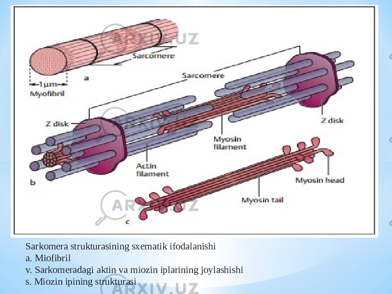 Sarkomera strukturasining sxematik ifodalanishi a. Miofibril v. Sarkomeradagi aktin va miozin iplarining joylashishi s. Miozin ipining strukturasi 