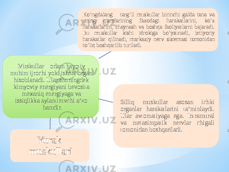 Muskullar – odam hayotiy muhim ijrochi yoki ishchi organi hisoblanadi. Ular shuningdek kimyoviy energiyani bevosita mexaniq energiyaga va issiqlikka aylantiruvchi a’zo hamdir . Kо‘ngdalang – targ‘il muskullar birinchi galda tana va uning qismlarining fazodagi harakatlarini, kо‘z harakatlarini, chaynash va boshqa faoliyatlarni bajaradi. Bu muskullar kishi idrokiga bо‘ysunadi, ixtiyoriy harakatlar qilinadi, markaziy nerv sistemasi tomonidan tо‘liq boshqarilib turiladi. Silliq muskullar asosan ichki organlar harakatlarini ta’minlaydi. Ular avtomatiyaga ega. Intramural va metasimpatik nervlar chigali tomonidan boshqariladi. Yurak muskullari 